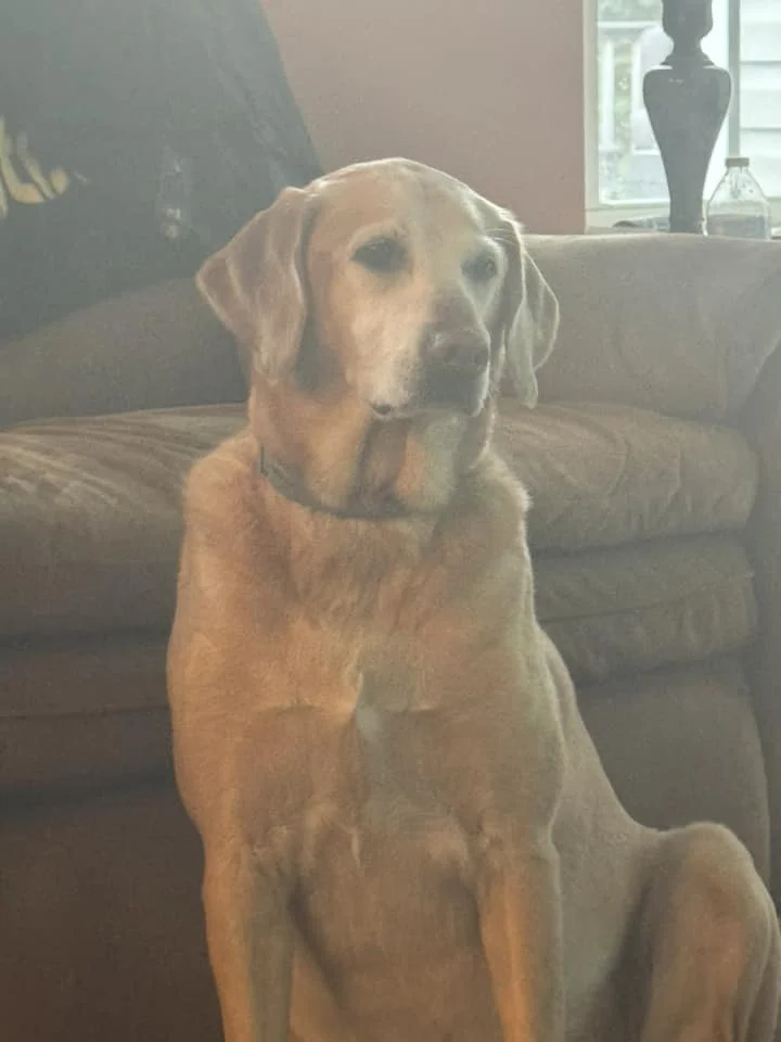 Chloe watches TV.webp