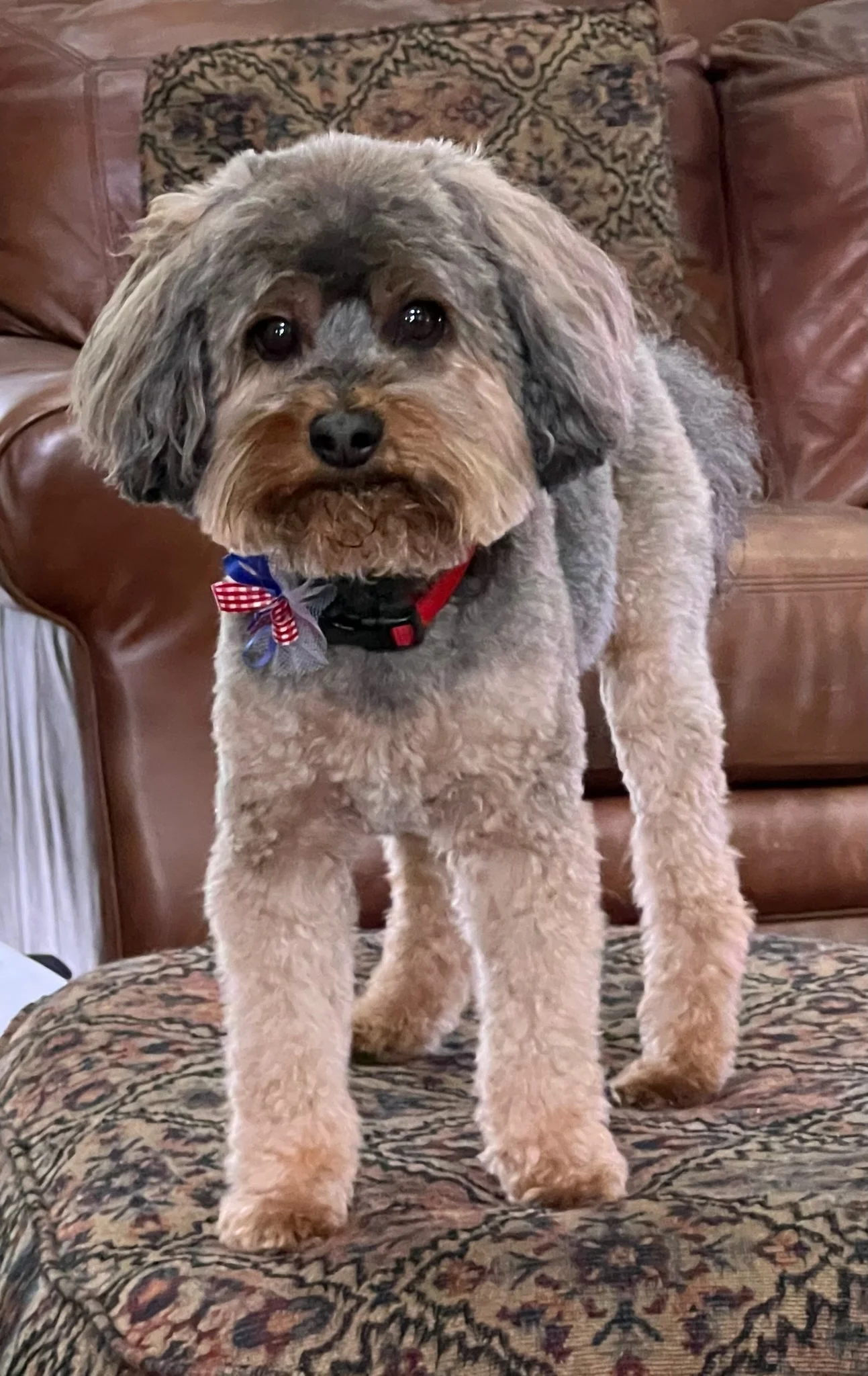 wookie.webp