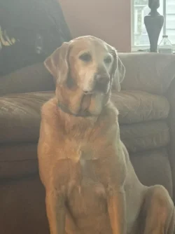 Chloe watches TV.webp